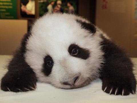 picture of cute baby panda