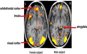 Face perception