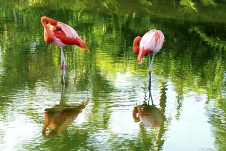 image of gay flamingos
