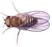 male fruit fly