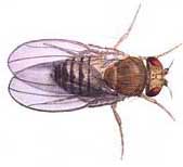 picture of male fruit fly