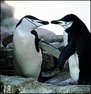 image of gay penguins