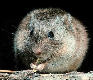 a monogamous prairie vole